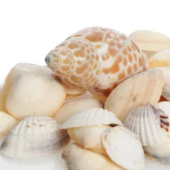 Bag of Mixed Shells Christmas Craft Supplies|