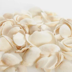 Bag of Small Clam Shells Christmas Craft Supplies|