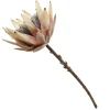 Dried King Protea Flower Stem Christmas Flowers|