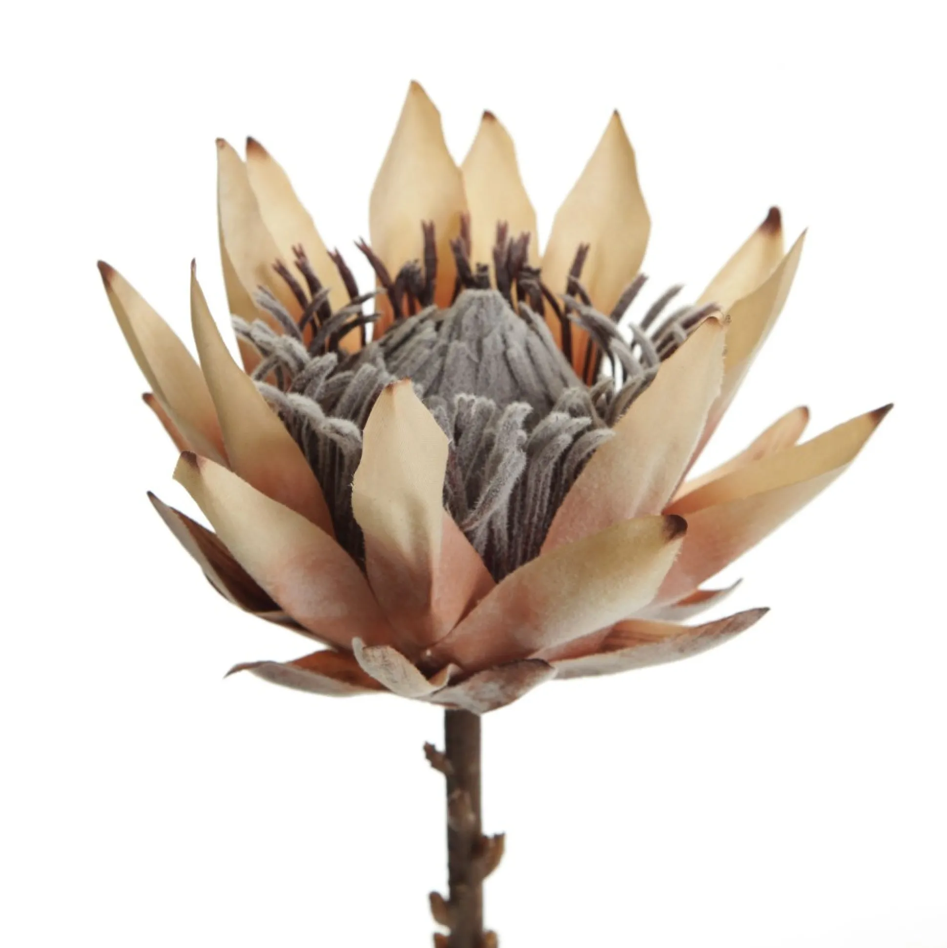 Dried King Protea Flower Stem Christmas Flowers|