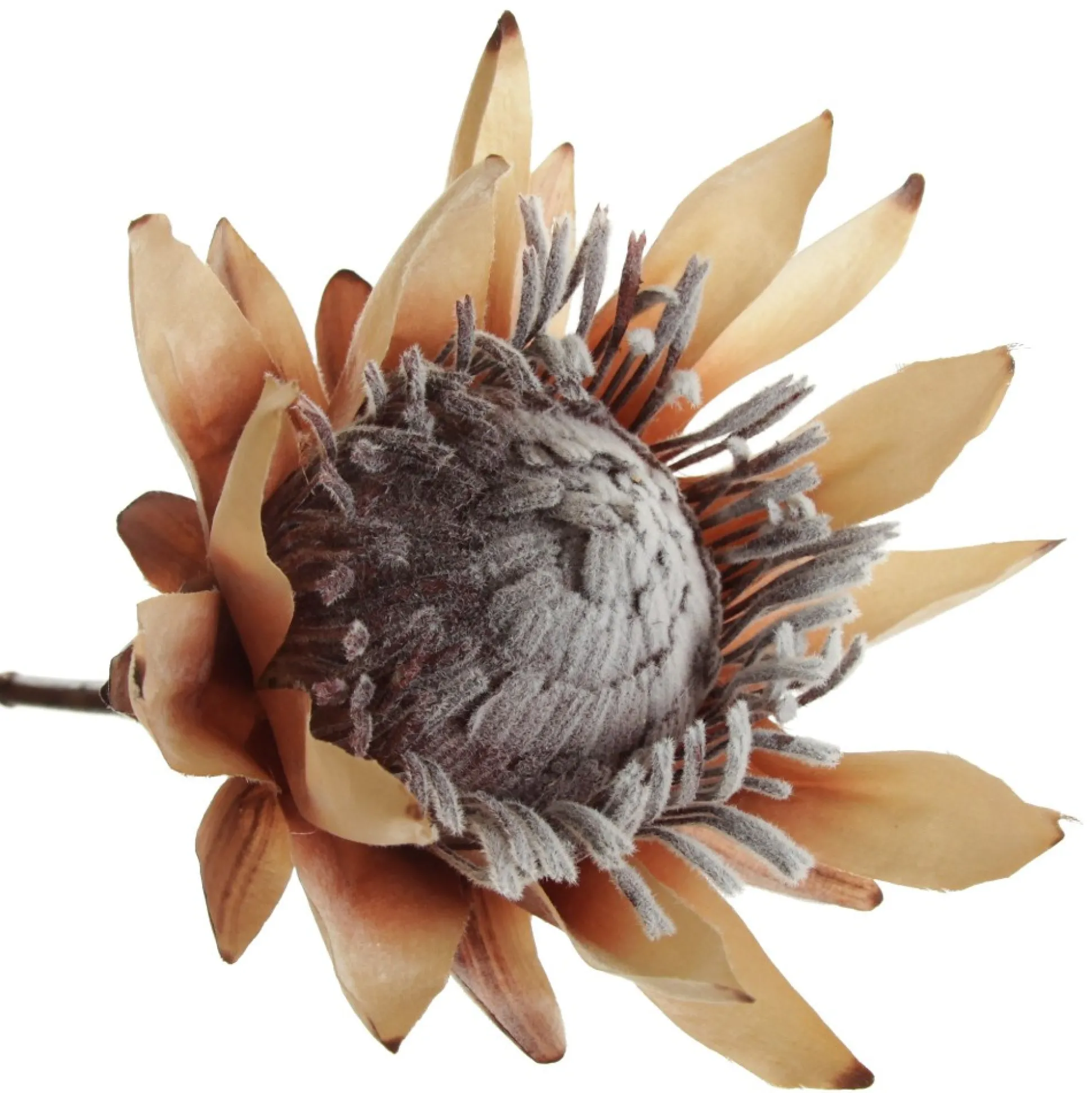 Dried King Protea Flower Stem Christmas Flowers|