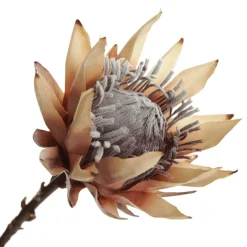 Dried King Protea Flower Stem Christmas Flowers|