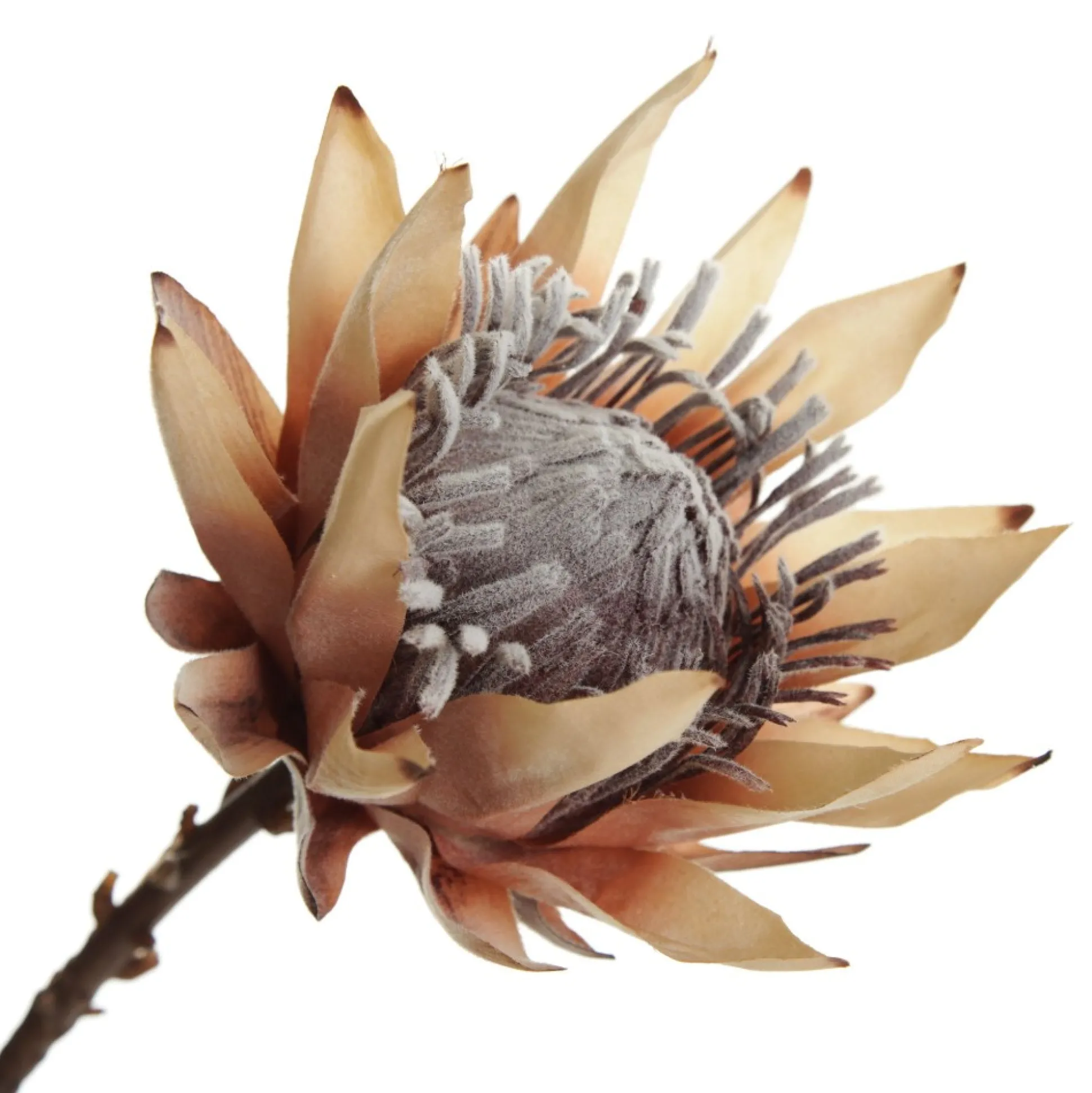 Dried King Protea Flower Stem Christmas Flowers|