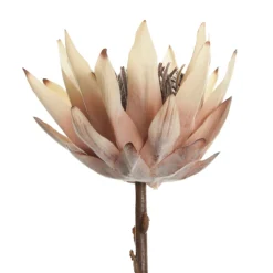 Dried King Protea Flower Stem Christmas Flowers|