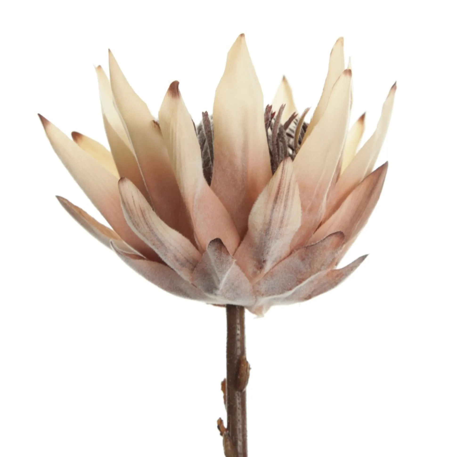 Dried King Protea Flower Stem Christmas Flowers|