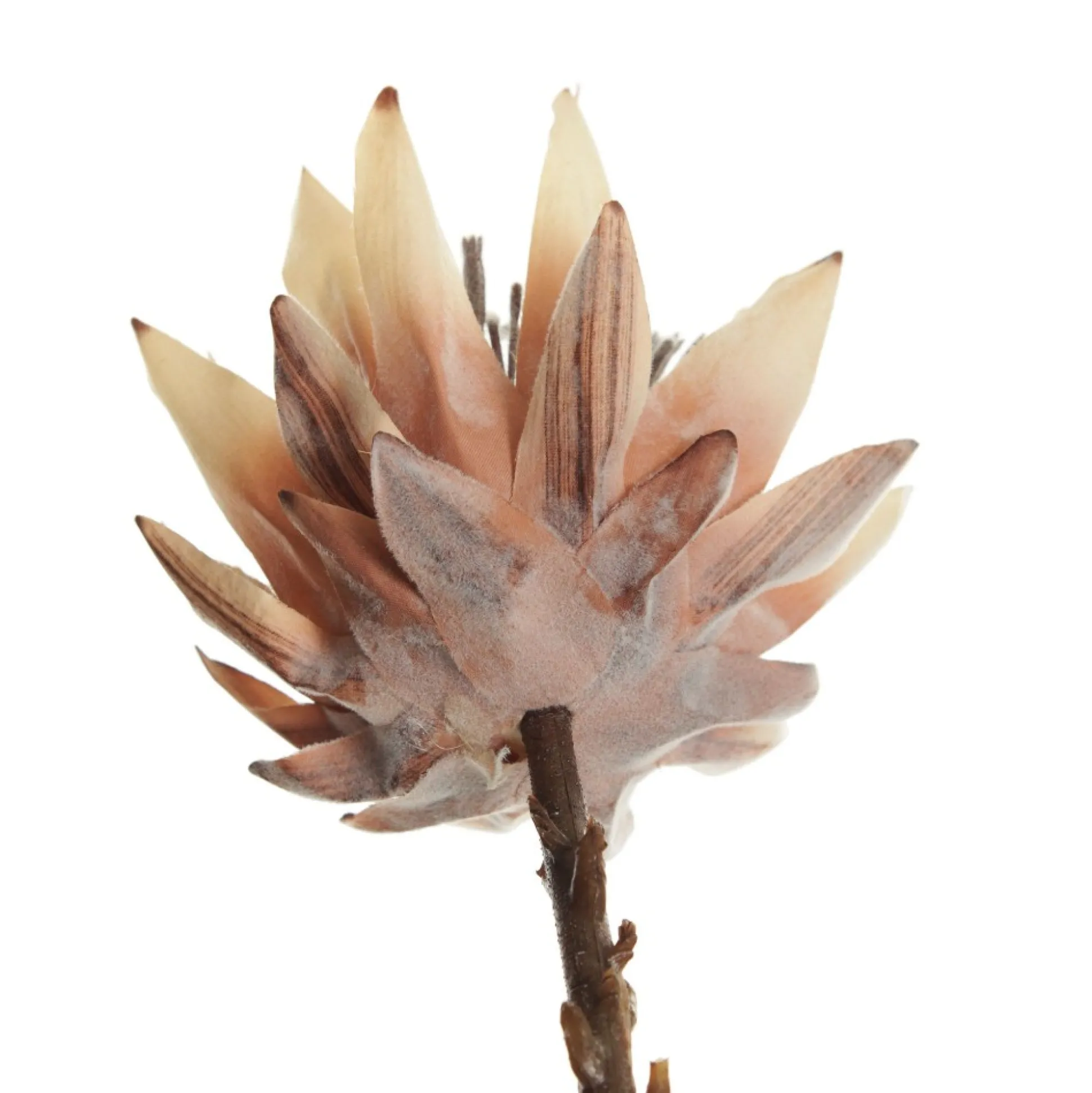 Dried King Protea Flower Stem Christmas Flowers|