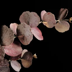Dusky Pink Round Leaf Eucalyptus Dollar Gum Spray Christmas Sprays|