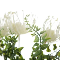 Native Cream Pincushion Protea Flower Spray Christmas Flowers|