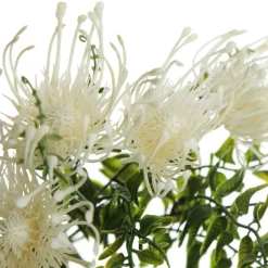 Native Cream Pincushion Protea Flower Spray Christmas Flowers|