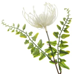 Native Cream Pincushion Protea Flower Spray Christmas Flowers|