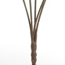 Native Cream Pincushion Protea Flower Spray Christmas Flowers|