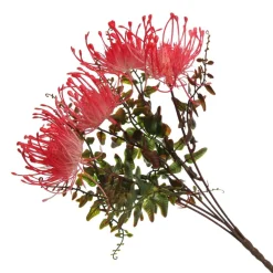 Native Red Pink Pincushion Protea Flower Spray Christmas Flowers|