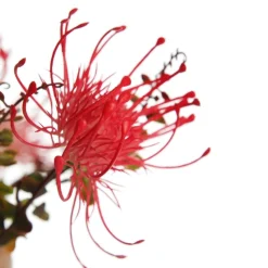 Native Red Pink Pincushion Protea Flower Spray Christmas Flowers|