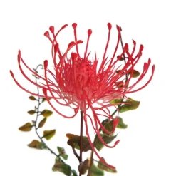 Native Red Pink Pincushion Protea Flower Spray Christmas Flowers|