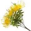 Native Yellow Pincushion Protea Flower Spray Christmas Flowers|