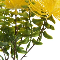 Native Yellow Pincushion Protea Flower Spray Christmas Flowers|