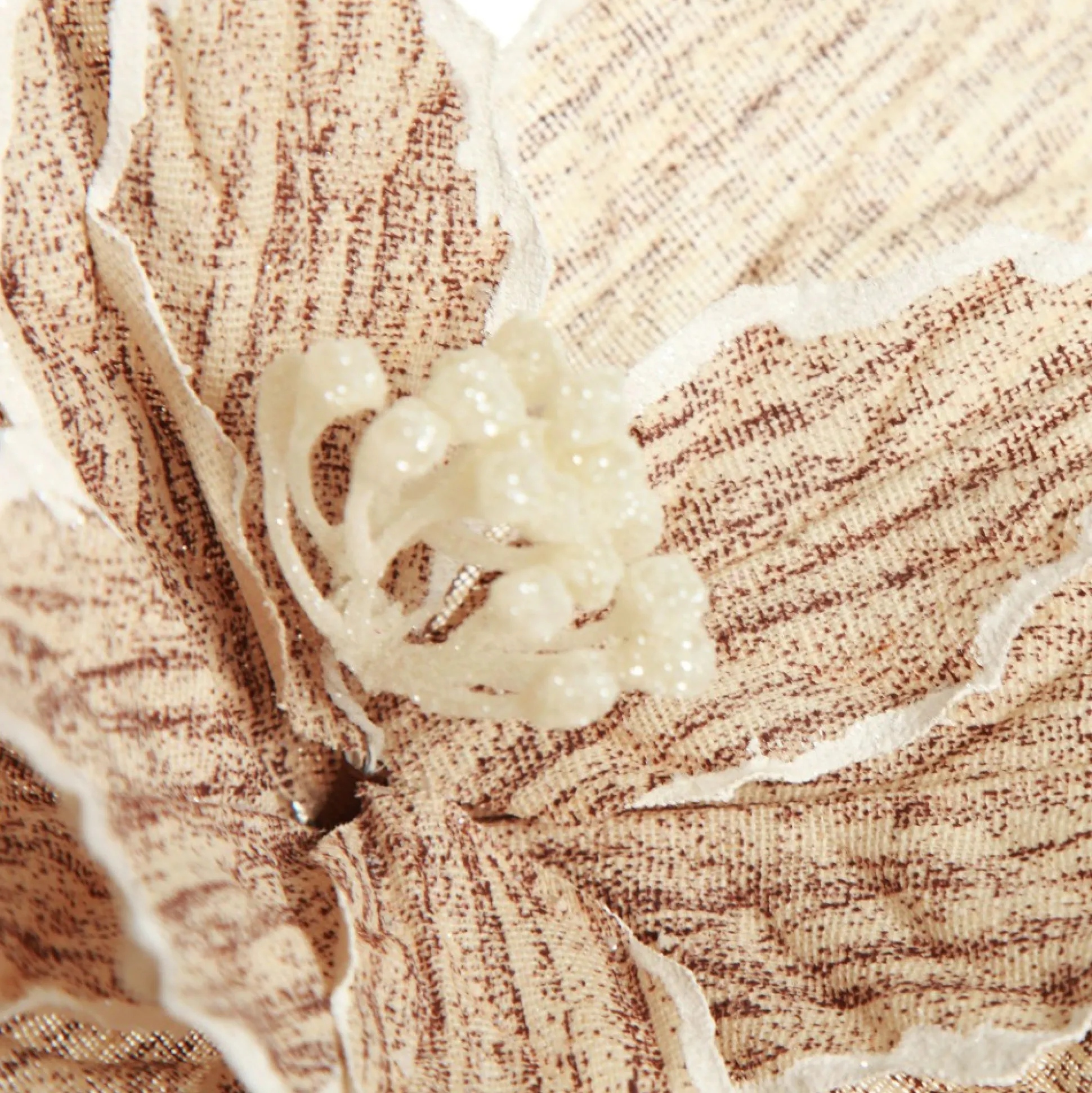 Natural Poinsettia Flower Clip with White Trim Christmas Flowers|