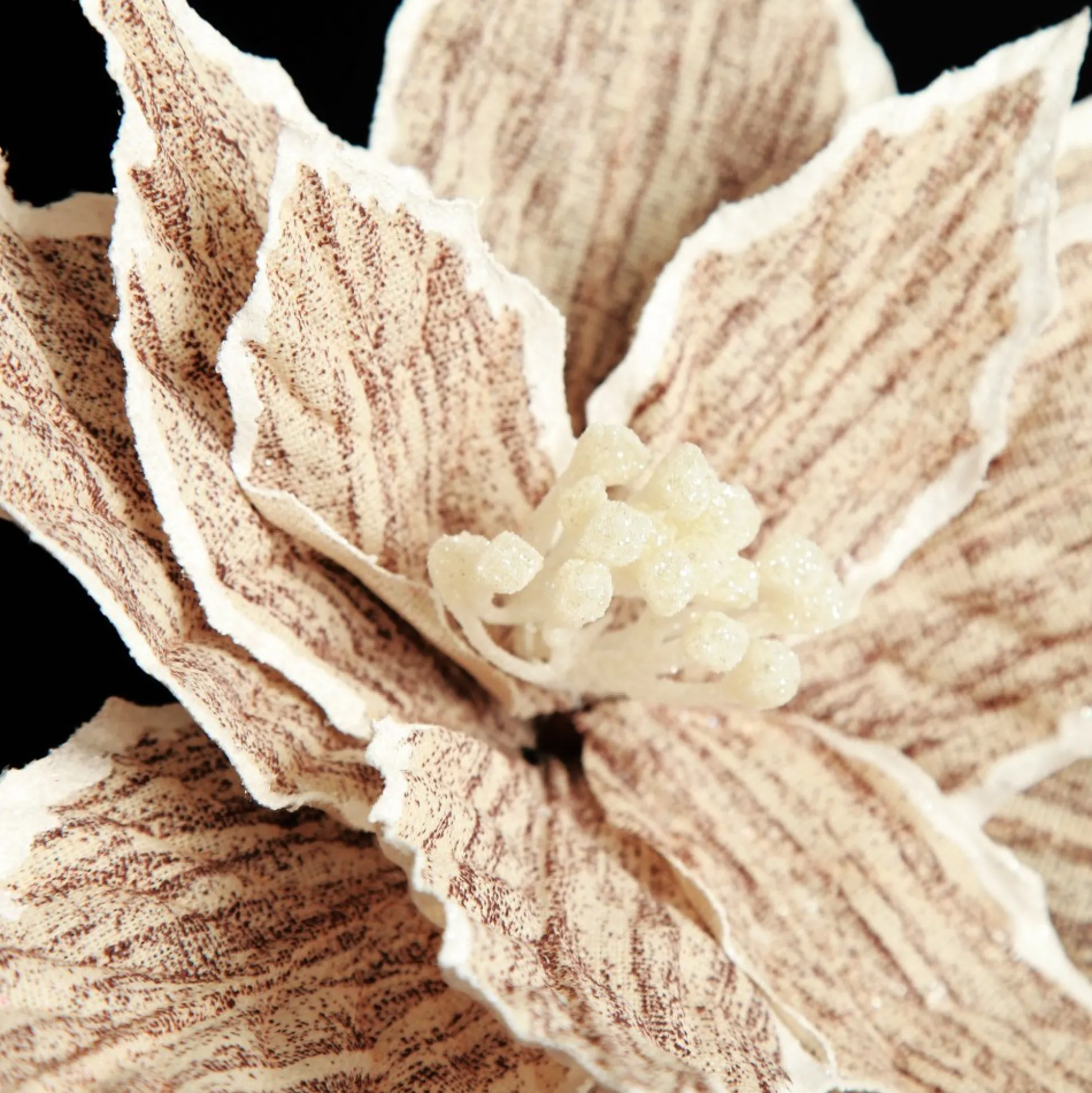 Natural Poinsettia Flower Clip with White Trim Christmas Flowers|