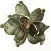 Olive Green Velvet Magnolia Flower Clip Christmas Flowers|