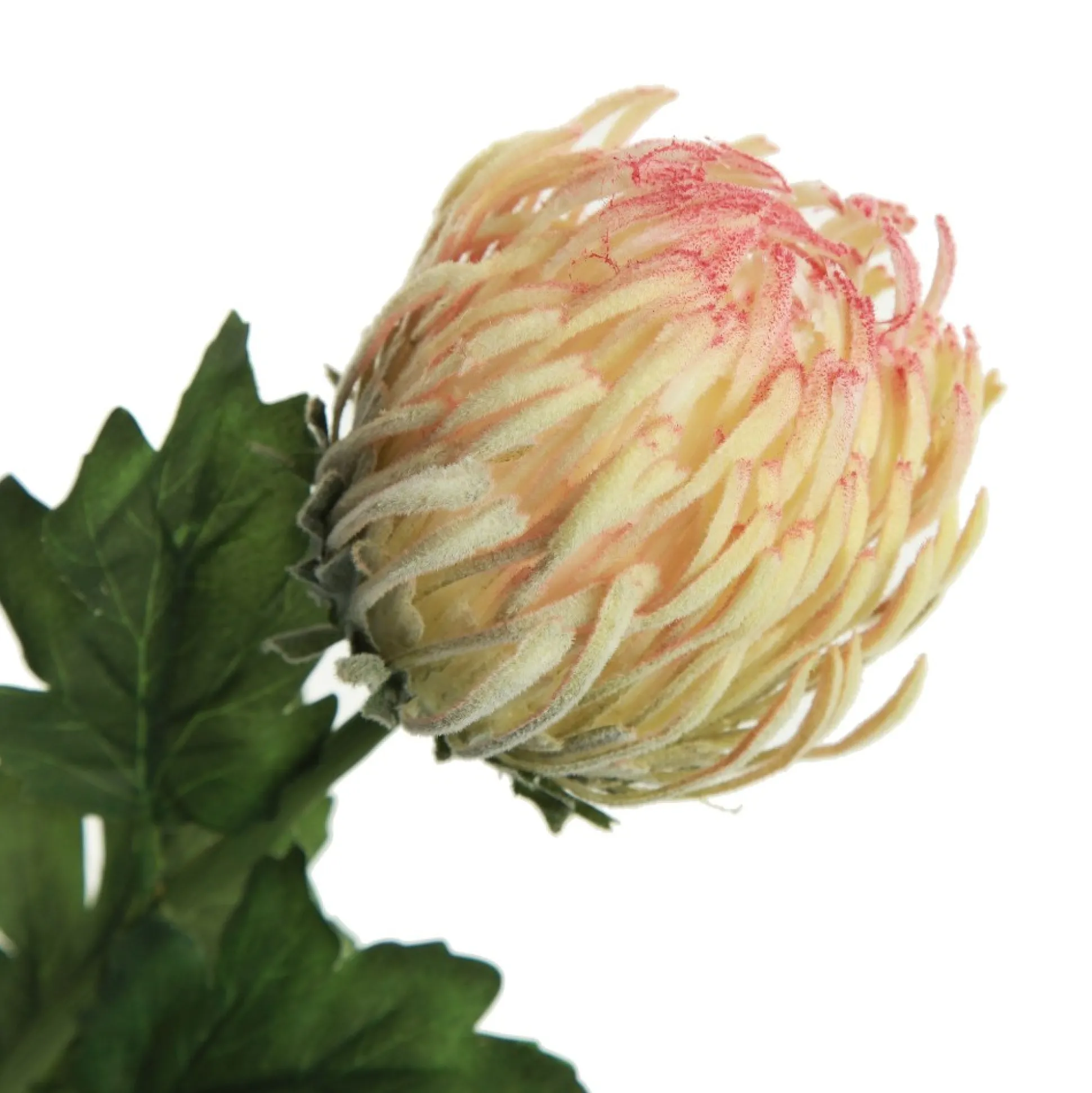 Pink and Cream Pincushion Protea Flower Stem Christmas Flowers|