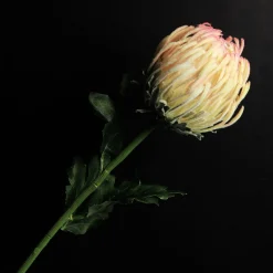 Pink and Cream Pincushion Protea Flower Stem Christmas Flowers|