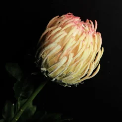Pink and Cream Pincushion Protea Flower Stem Christmas Flowers|