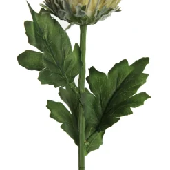 Pink and Cream Pincushion Protea Flower Stem Christmas Flowers|