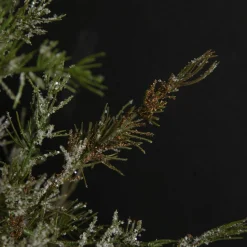 Potted Christmas Pine Tree with Snowy Top Table Top Christmas Trees|