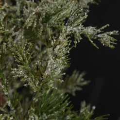 Potted Christmas Pine Tree with Snowy Top Table Top Christmas Trees|