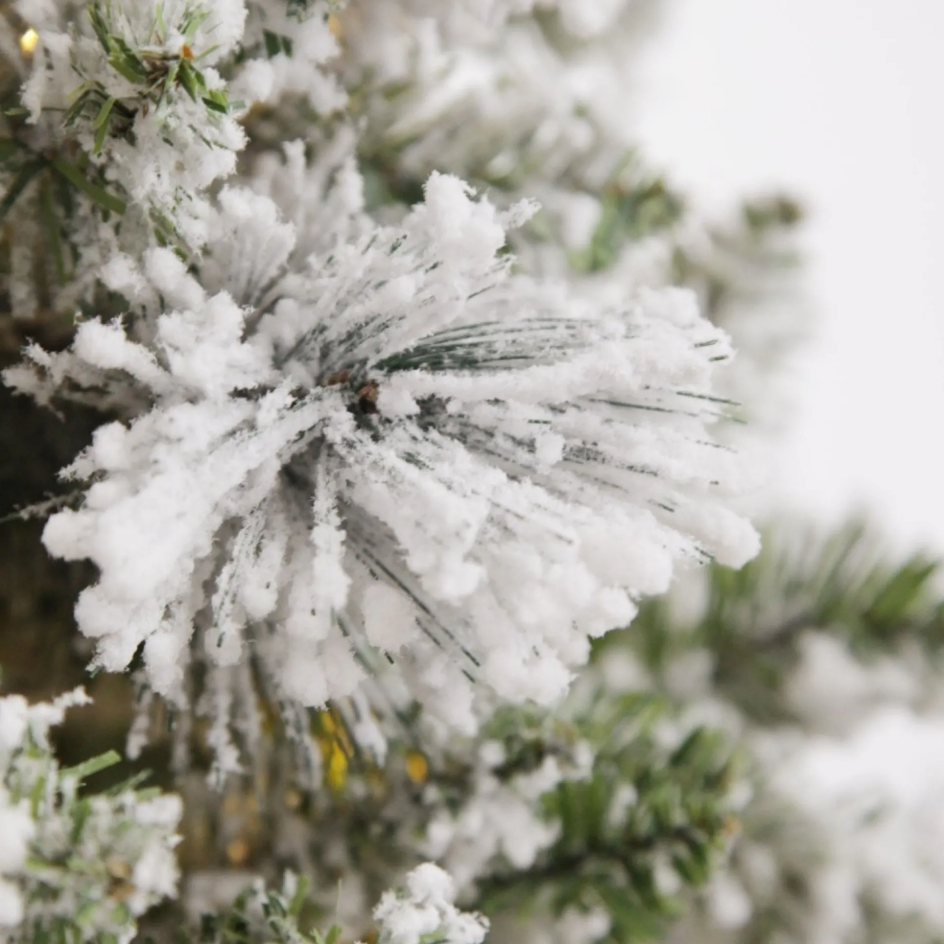 Pre-lit Snow Flocked Fir Christmas Tree Christmas Trees|
