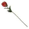 Red Pincushion Protea Flower Stem Christmas Flowers|