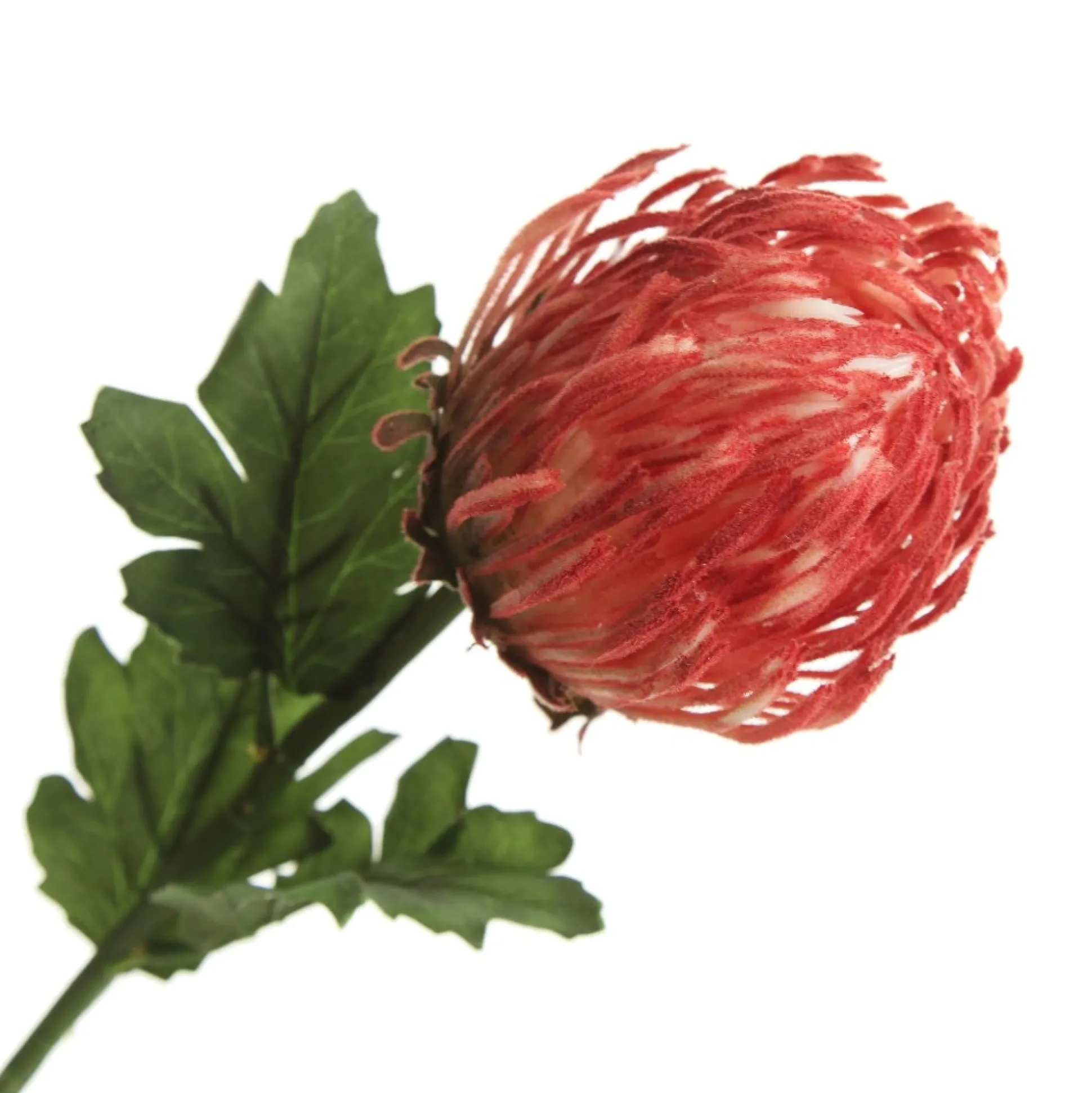 Red Pincushion Protea Flower Stem Christmas Flowers|
