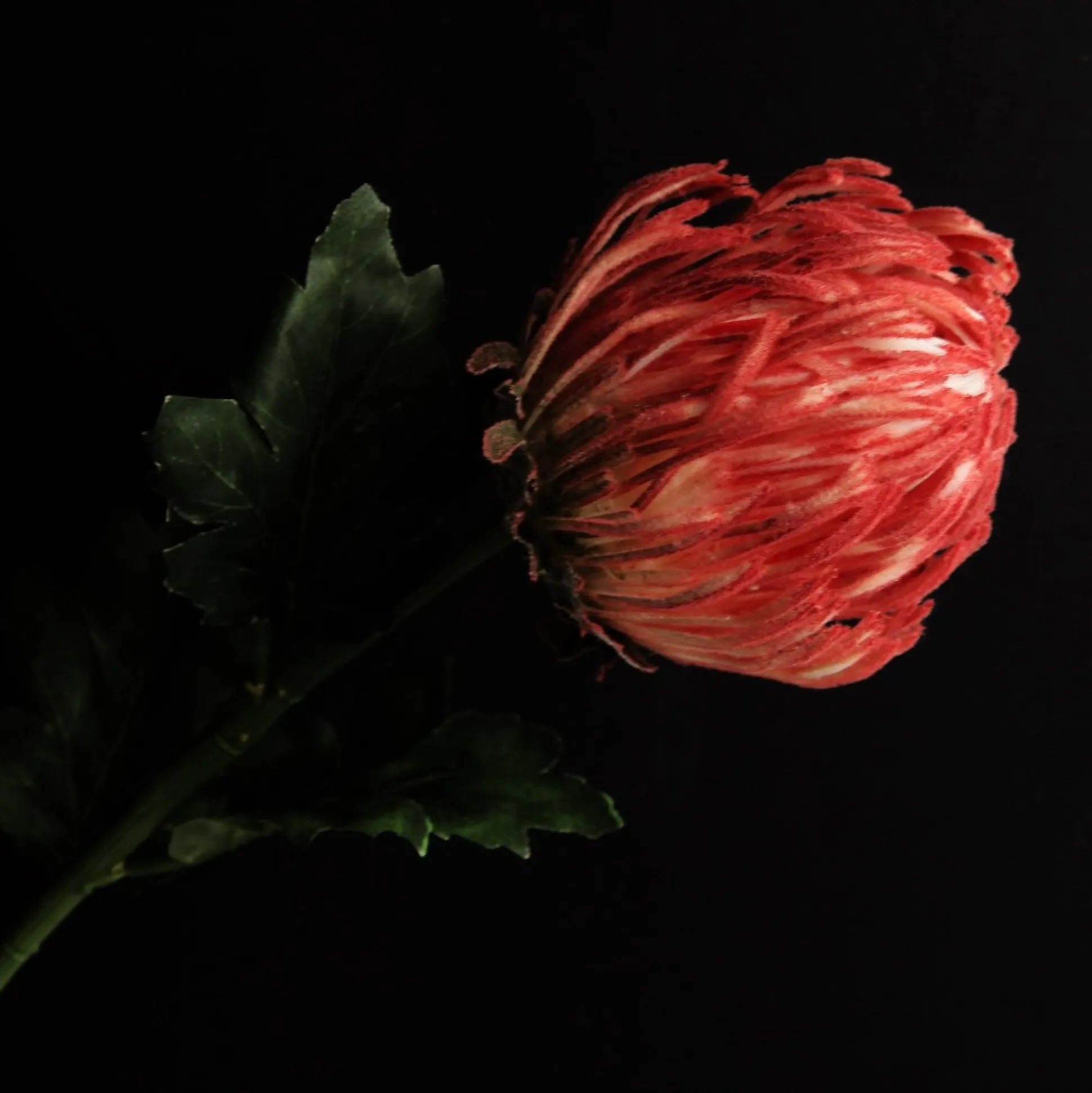 Red Pincushion Protea Flower Stem Christmas Flowers|