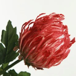 Red Pincushion Protea Flower Stem Christmas Flowers|