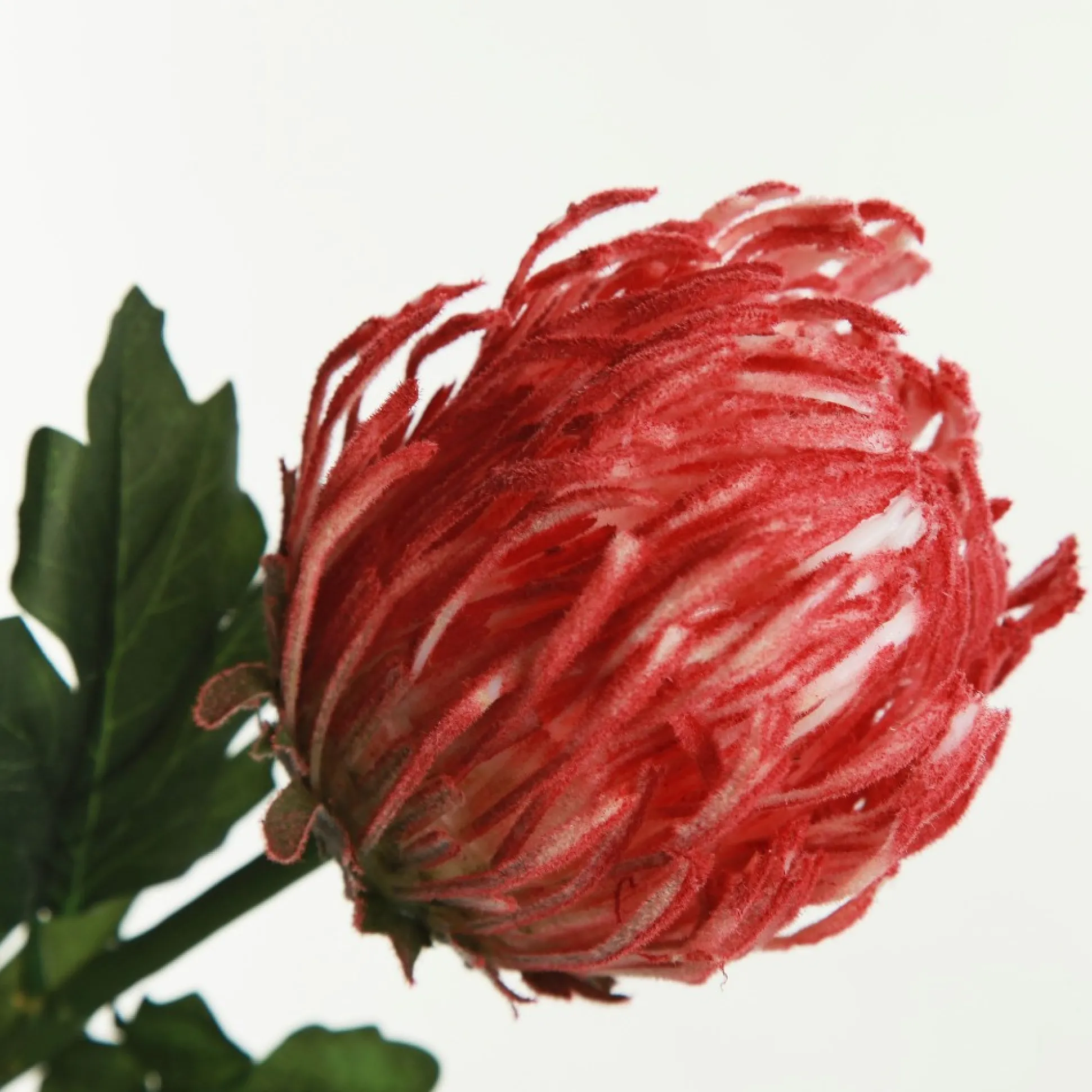 Red Pincushion Protea Flower Stem Christmas Flowers|