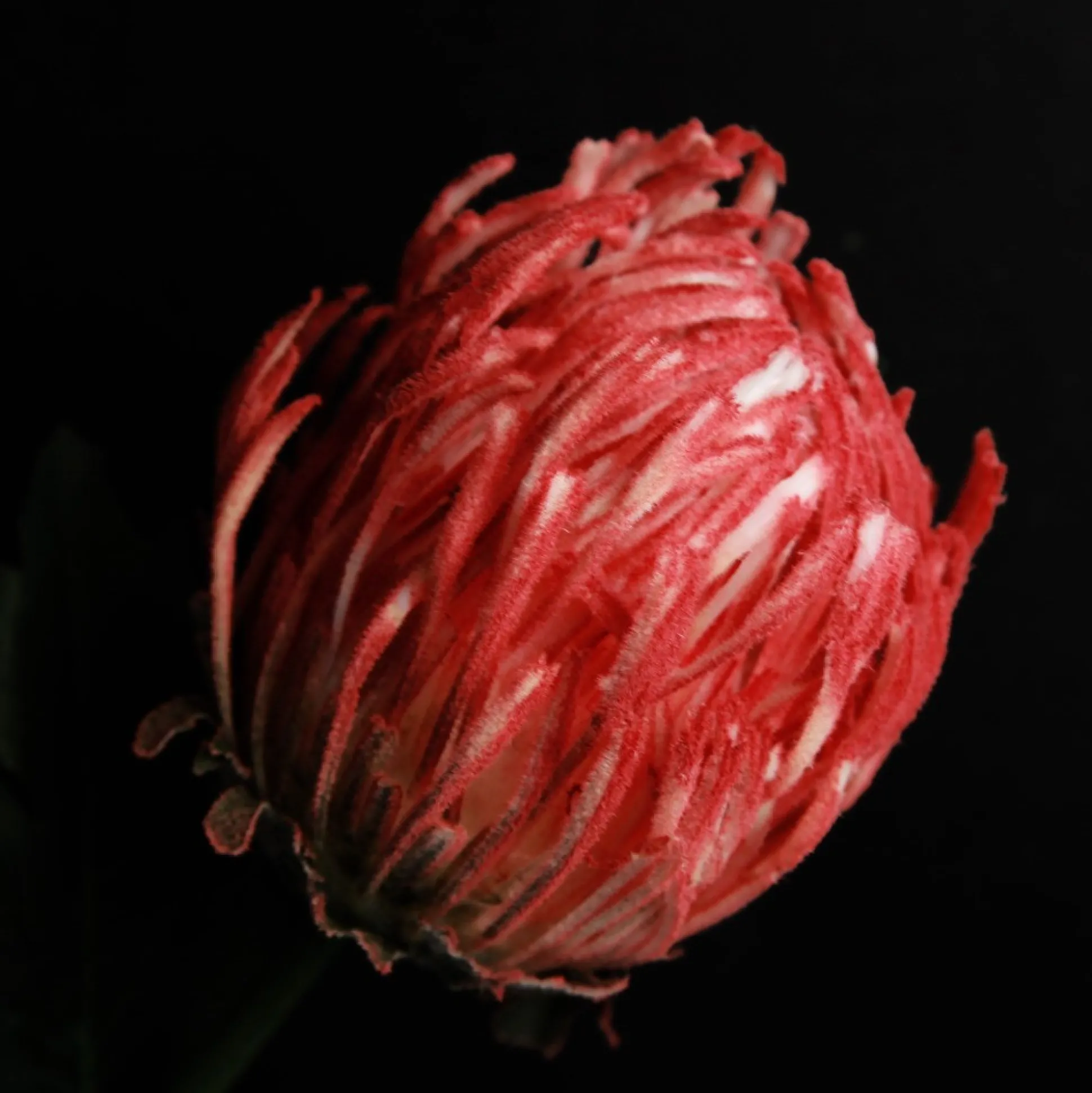 Red Pincushion Protea Flower Stem Christmas Flowers|