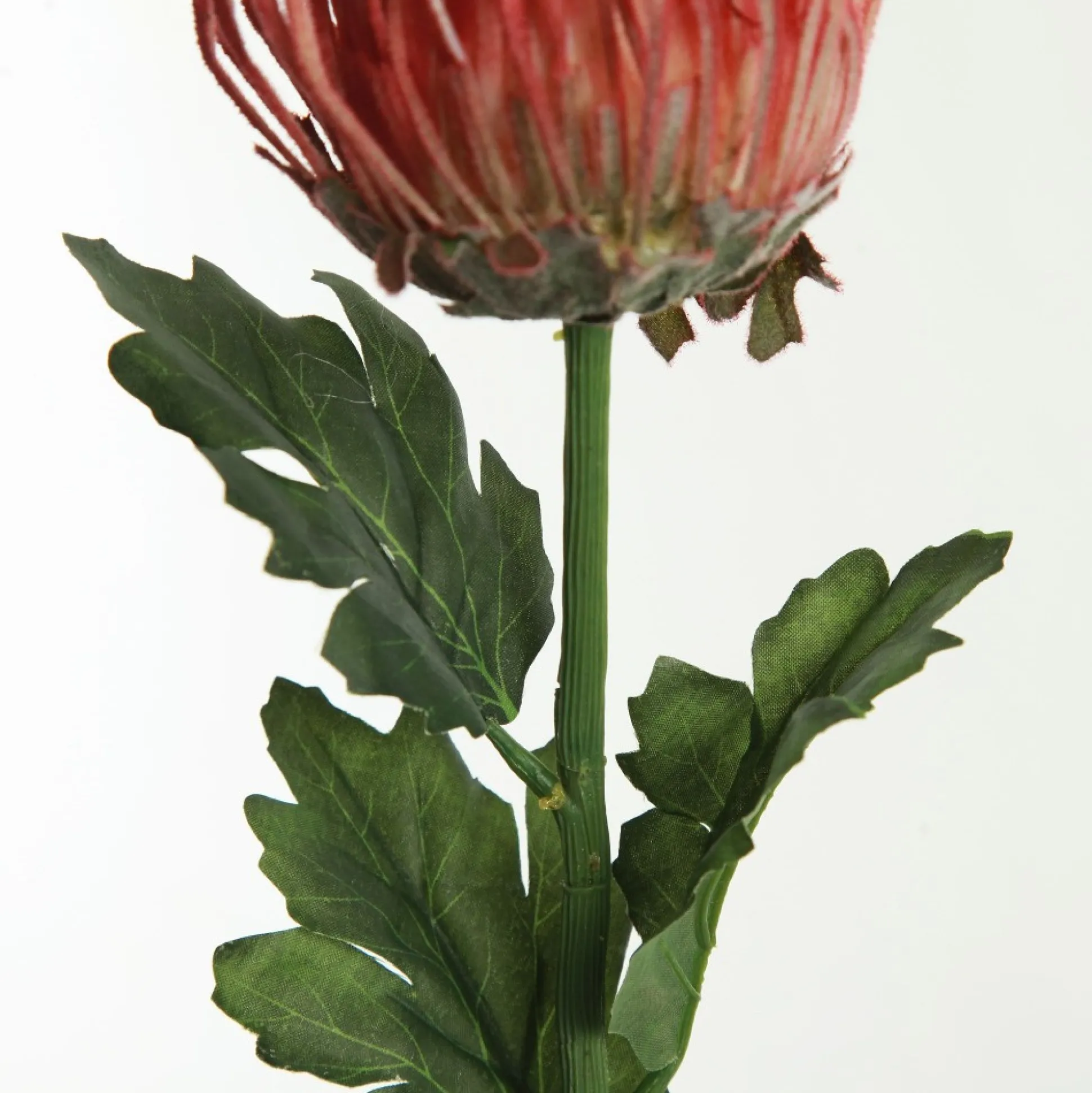 Red Pincushion Protea Flower Stem Christmas Flowers|