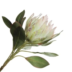 White King Protea Flower Stem Christmas Flowers|