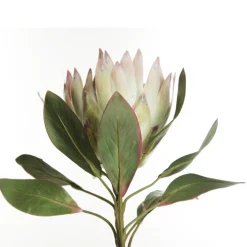 White King Protea Flower Stem Christmas Flowers|