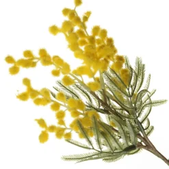 Yellow Wattle Stem Spray Christmas Sprays|